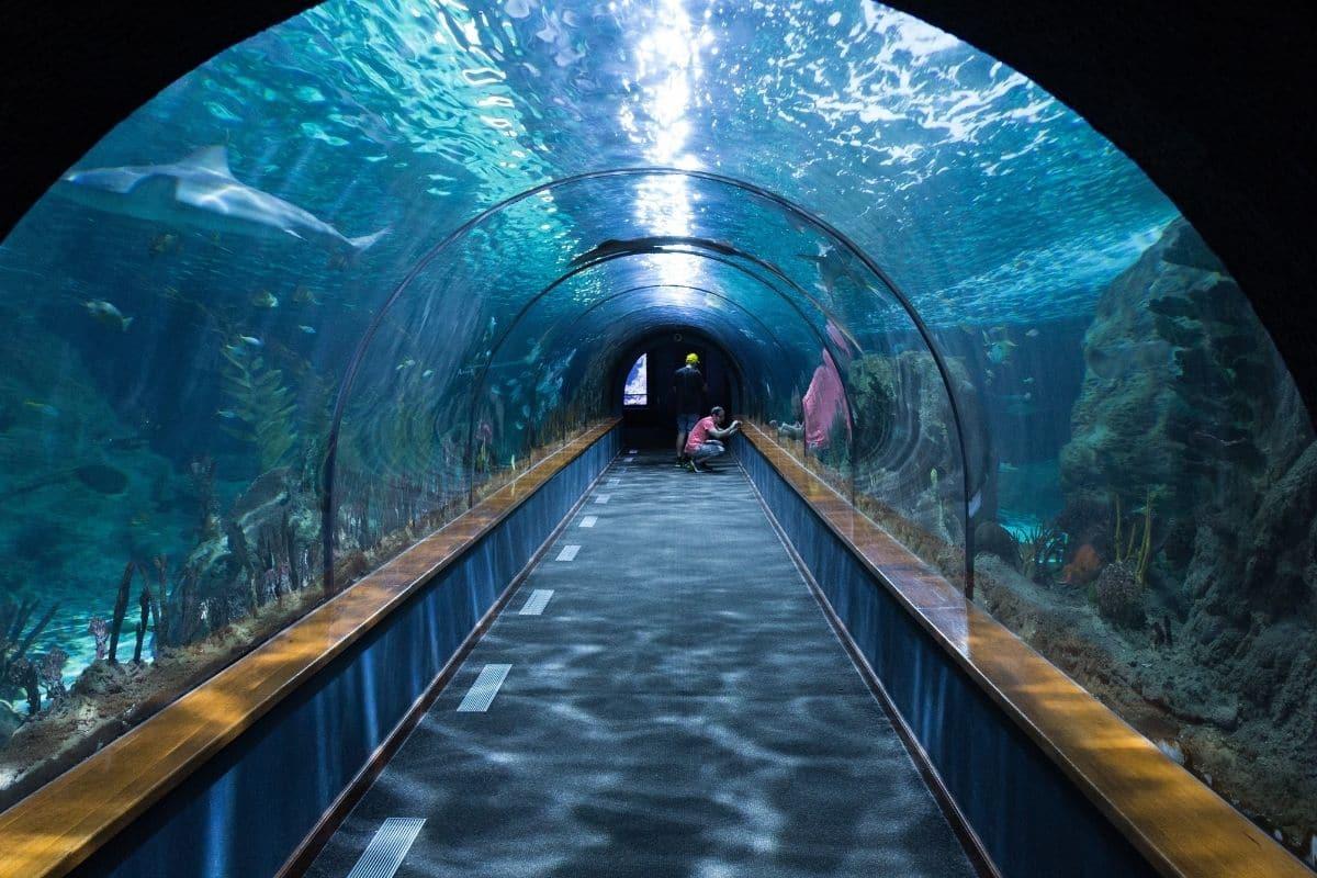 l’aquarium de Séville